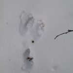 Rabbit tracks and scat we found in the snow
