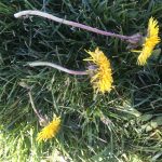 Students started to notice the different sizes of the dandelions that were growing in the field. They found a small, medium and tall dandelion and the students documented their findings by taking a photo to share with their classmates. 