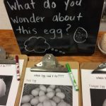 Connecting our learning at school and home. A student finds a (dead) egg that never hatched when he was out on a family walk. He was excited to share what he found with his classmates. We invited students to investigate their thinking and wonderings.