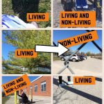 A group of students took pictures around our school and then we organized and labelled them according to living and non-living things using the PicCollage app
